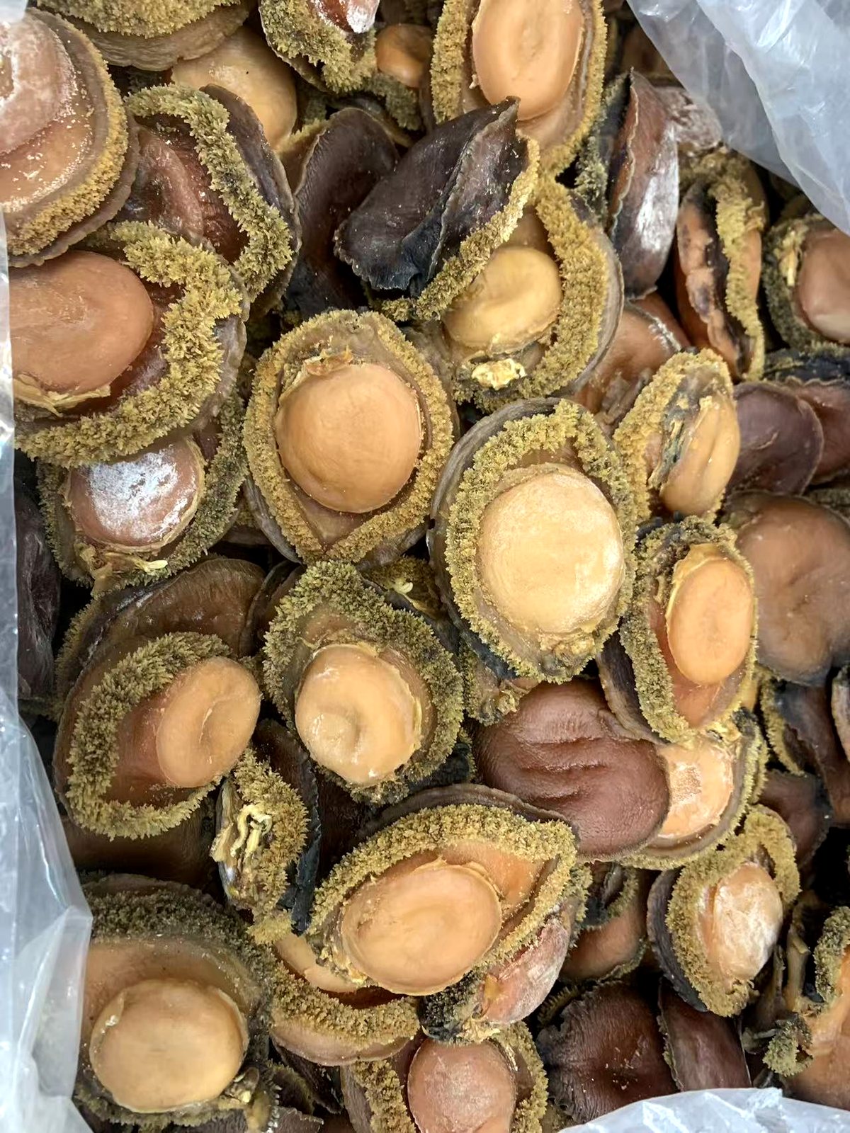 溏心鲍鱼 实拍