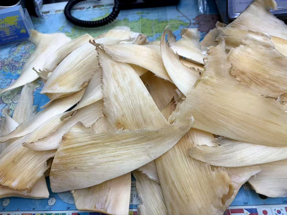 金钩鱼翅 6-8寸 实拍